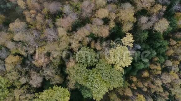秋天多色的森林从上面捕获与无人机落橙绿黄红叶树视频的预览图