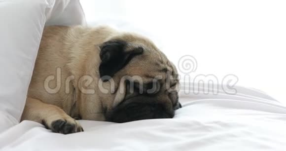 卧卧在白色床上的毯子上的可爱的小狗品种视频的预览图