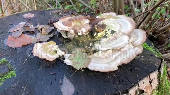 在锯木上生长的鲍奇尼蘑菇视频的预览图