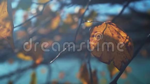 在蓝天的背景下枫树的叶子颜色为黄色秋天自然特写黄叶视频的预览图