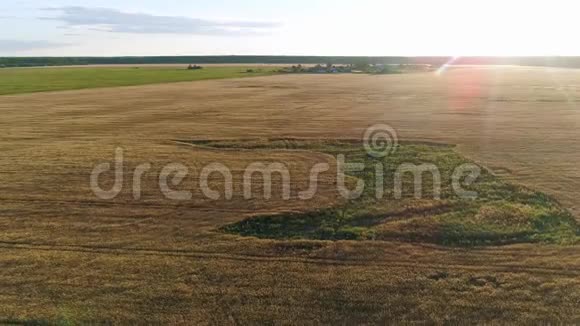 秋日夕阳下金色麦田上空飞舞背景是农场视频的预览图