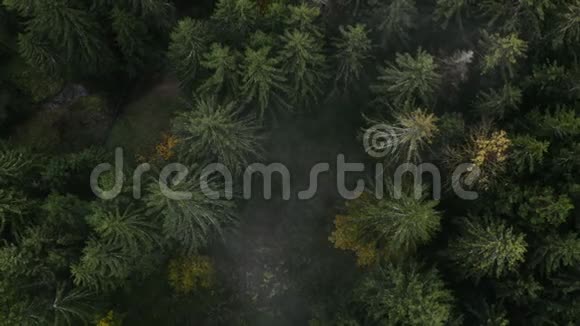 飞越美丽的绿色森林高品质空中无人机拍摄的绿树视频的预览图
