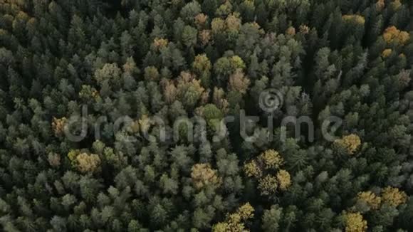 一位宇航员飞过松树的顶端美丽的秋天森林空中镜头视频的预览图