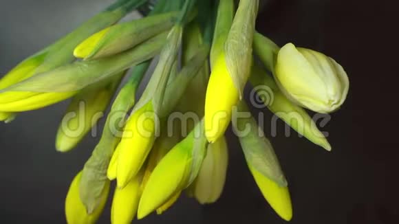 时光流逝盛开的黄色水仙春暖花开视频的预览图