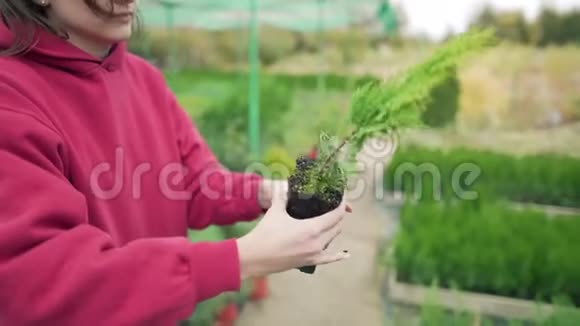 当地一家生态企业的老板在一个盆栽中种植一个小的绿色植物育苗场室外温室视频的预览图