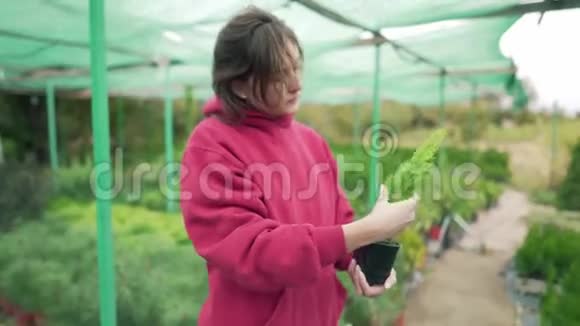 年轻女子花店老板手里拿着一株植物常绿苗在一个小锅出售前检查视频的预览图