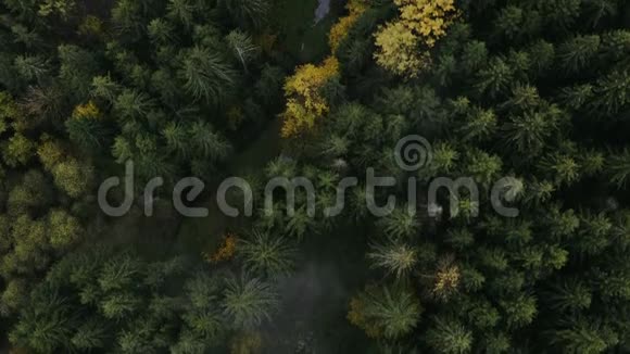 飞越美丽的绿色森林高质量的空中无人机拍摄的绿树秋天的标志视频的预览图