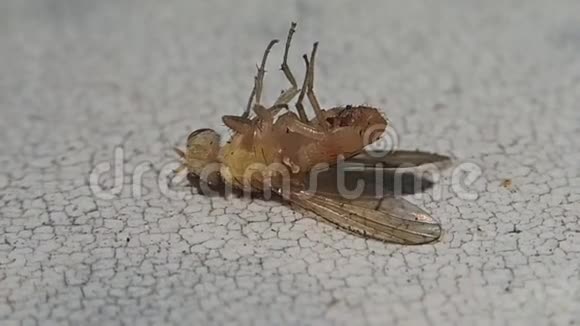 一只黄色的苍蝇在它的背上视频的预览图
