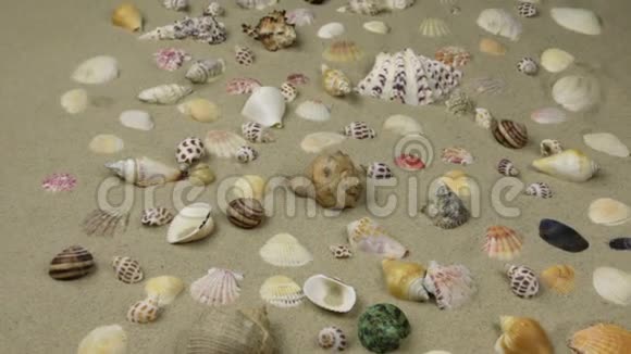 接近沙滩上海壳的五彩背景放大视频的预览图