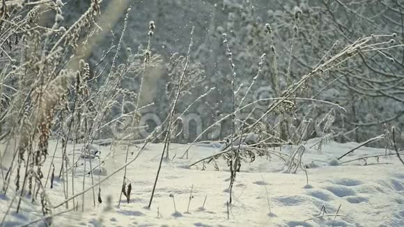在冬天的草地上飘落的雪花在阳光下闪闪发光视频的预览图