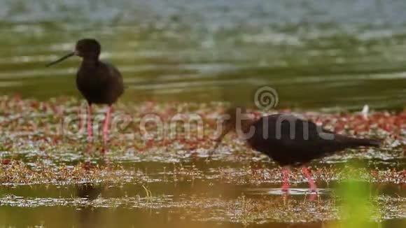 黑高跷HimantopusnovaezelandiaeKaki毛利语新西兰特有的罕见涉水黑鸟靠近Tekapo湖视频的预览图