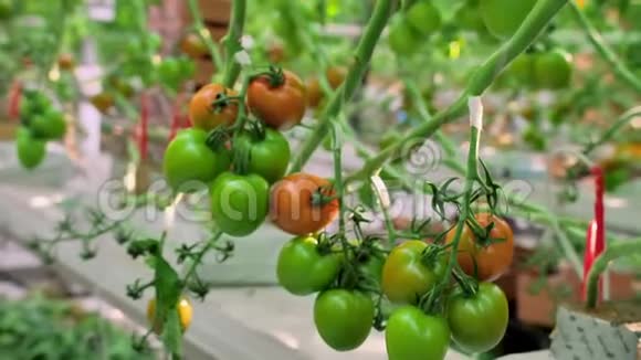 新鲜的西红柿挂在温室的树枝上绿色和红色西红柿成熟工业蔬菜生产视频的预览图
