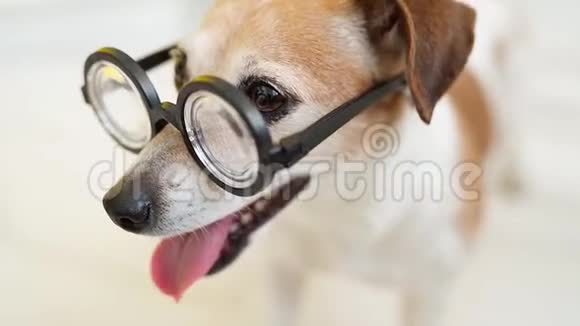 戴眼镜的狗一边看一边看镜头视频的预览图
