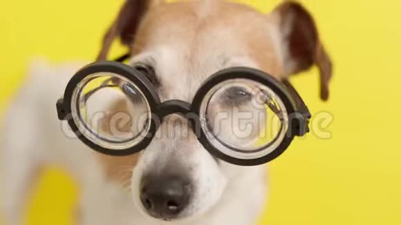 聪明的狗教授戴着书呆子眼镜视频的预览图