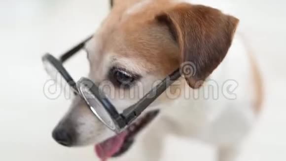 戴眼镜的狗一边看一边看镜头视频的预览图