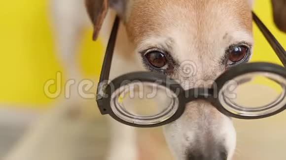 戴眼镜的狗看上去很有判断力视频的预览图