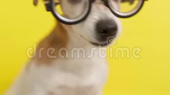 狗戴着黄色背景的眼镜视频的预览图