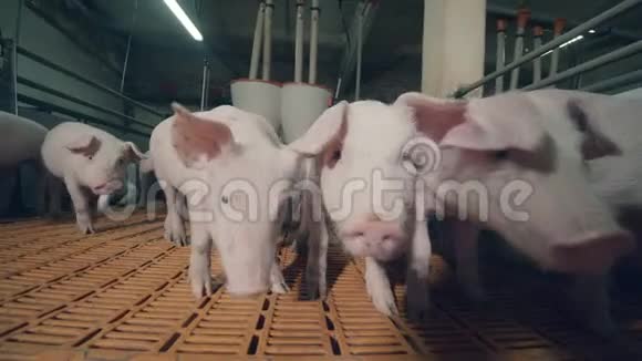 农场里的猪对摄像机很谨慎视频的预览图