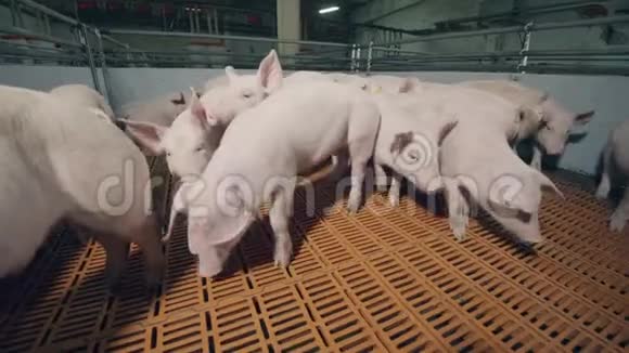 现代养猪场在一个养猪场的地方烤猪视频的预览图