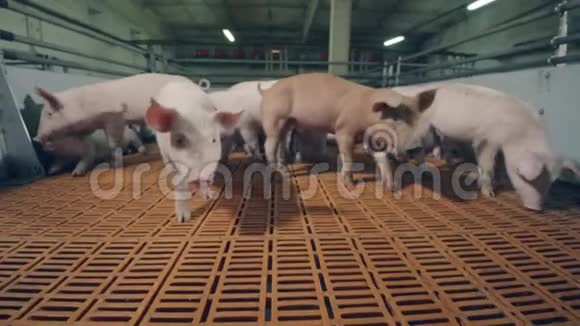 农场猪正朝镜头移动现代养猪场视频的预览图