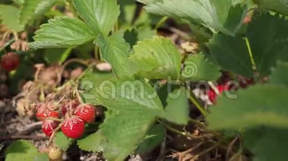 4K视频篮中的新鲜成熟红草莓视频的预览图