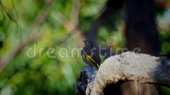 新月形食蜂在澳大利亚的塔斯马尼亚绿色森林中的分支上的黄毛虫灰鸟和耶洛视频的预览图