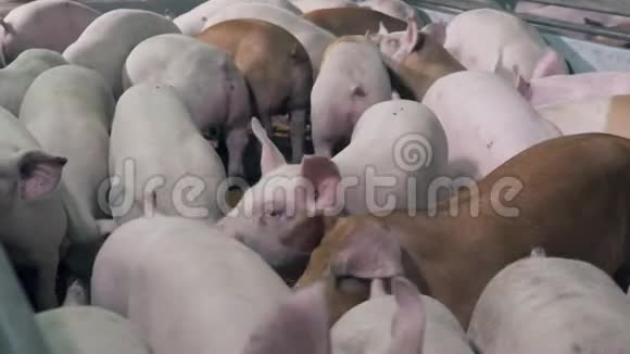 不同颜色的小猪正挤在农场院子里视频的预览图