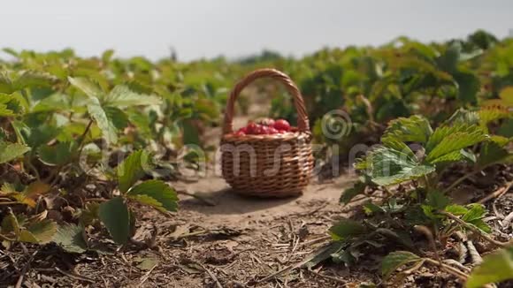 新鲜成熟的红色草莓放在篮子里放在黄色高清电视里视频的预览图