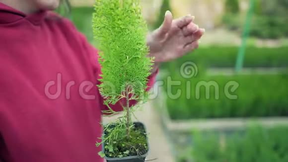 特写呵护美丽的植物一位年轻企业家手中的盒式磁带中的针叶常绿树松视频的预览图