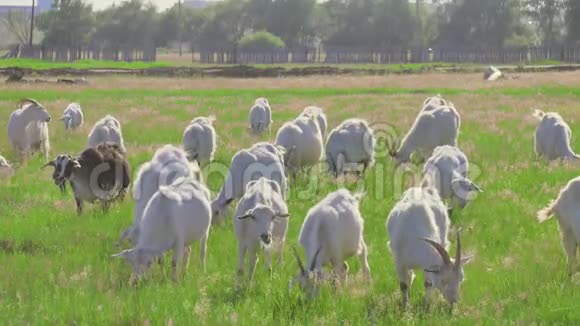 阳光明媚的夜晚山羊在牧场上吃草视频的预览图