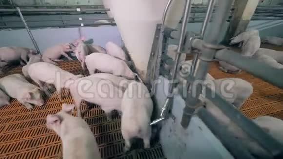 猪在猪圈里喂食现代养猪场视频的预览图