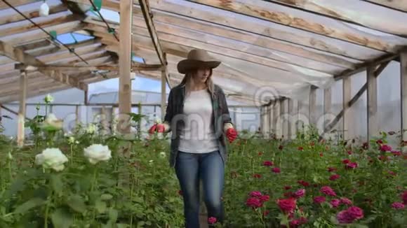 一位年轻的女花匠走过温室在温室里照料玫瑰检查和触摸花蕾视频的预览图
