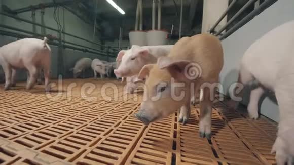 年轻的小猪对相机很警惕养猪场有很多猪视频的预览图