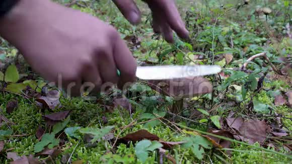 在阳光明媚的一天在秋天的森林里用刀子切蘑菇的采蘑菇手的特写镜头视频的预览图