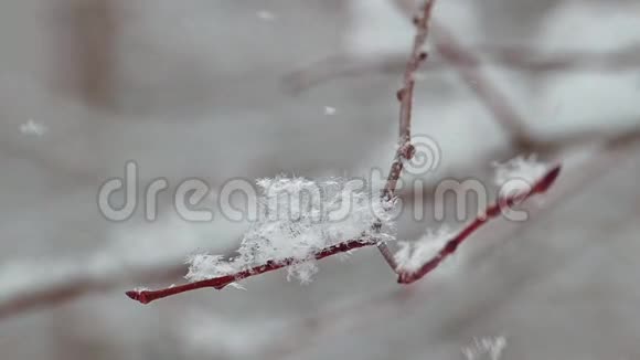 白雪覆盖的树枝和罕见的雪花飘落视频的预览图