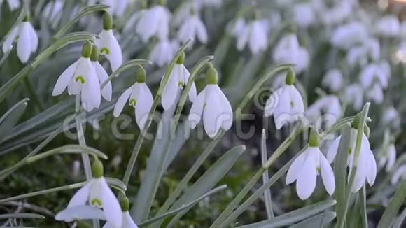 大自然中春天雪花的特写在多风天气下自然界中的GalanthusNivalis植物视频的预览图
