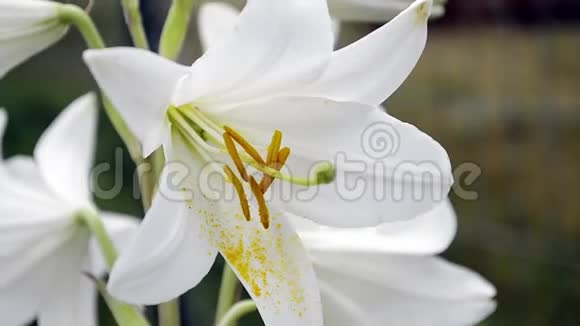 念珠菌一朵盛开的白色百合在风中摆动白色花有明亮的黄色雄蕊视频的预览图