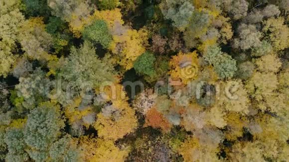 晴天秋天森林的空中录像无人机在高空前进视频的预览图