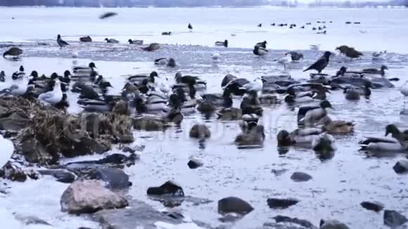 水上的许多鸭子在冬天关门视频的预览图