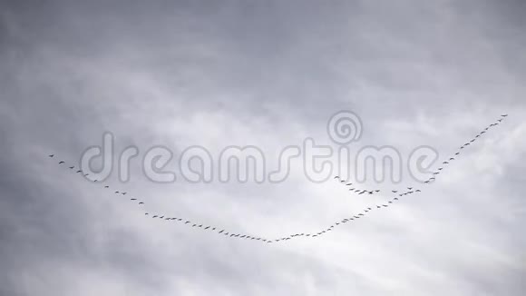 一群鹤或鹳在多云的天空中飞翔视频的预览图