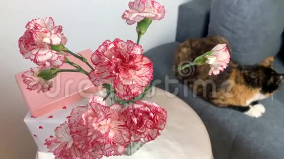 粉红色的康乃馨花束放在花瓶里盒子里的礼物放在圆桌上一只黑猫坐在灰色的沙发上视频的预览图