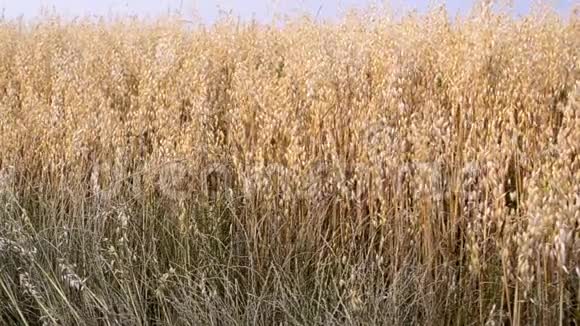 小麦田关起来美丽的黄色田野成熟的小麦植物农村大田干麦头的成熟种子视频的预览图