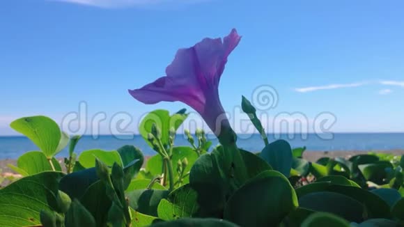 风吹过的紫花植物的自然运动开花植物视频的预览图