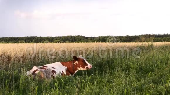 红白相间的美丽母牛在农村的一片田野上背景是雨云视频的预览图