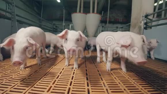 有仔猪拥挤的农业场所视频的预览图