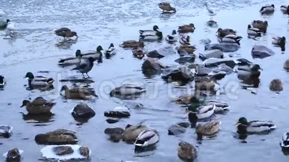 水上的许多鸭子在冬天关门视频的预览图