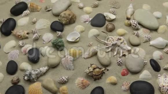 沙滩上贝壳和石头的五颜六色的背景视频的预览图