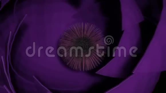 紫色奇花动画宏图雌蕊柱头移动花瓣突出颜色在动画循环三维视频的预览图