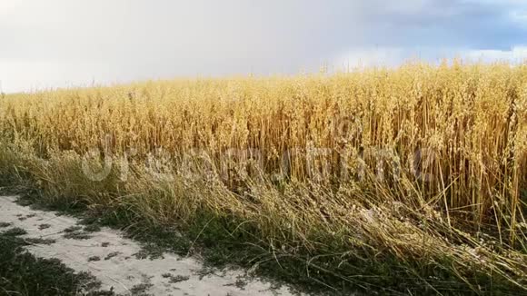小麦田关起来美丽的黄色田野成熟的小麦植物农村大田干麦头的成熟种子视频的预览图