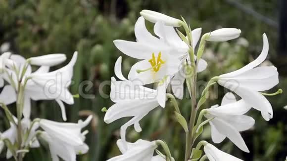 念珠菌一朵盛开的白色百合在风中摆动白色花有明亮的黄色雄蕊视频的预览图